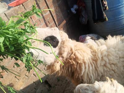 top quality  ka mundra