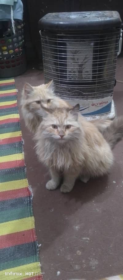 parsian male cat for sale