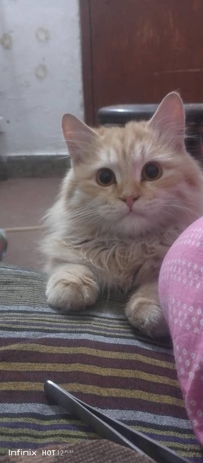 parsian male cat for sale