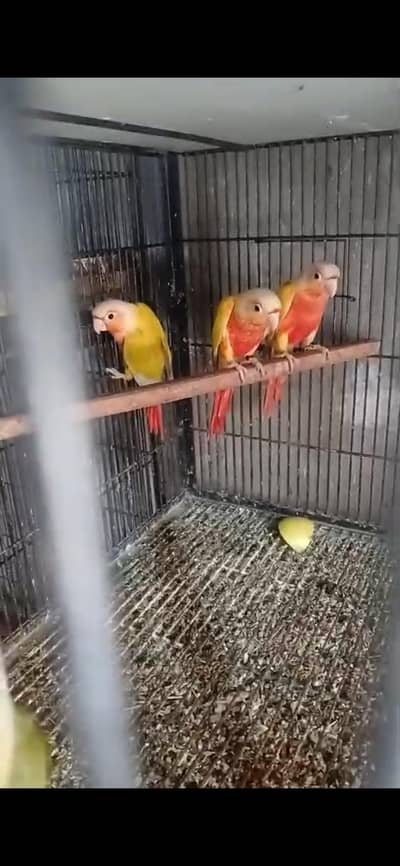 Suncheek highred pathy Blue turquoise and  cinamon chicks