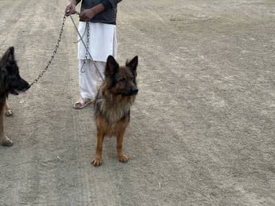 breeder female - German shepherd