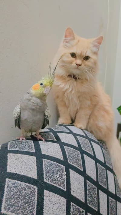 Persian cat punch face triple cote