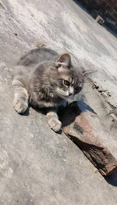 WhatsApp 03246627828