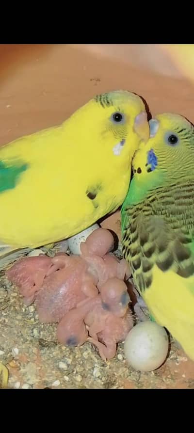 1st breed ha mashaallah 5egg dya tha or 5 hi baby hatch  Howa han