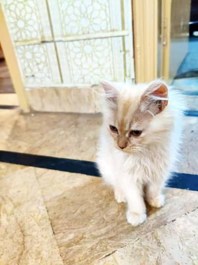 Urgent For Sale Need Payment