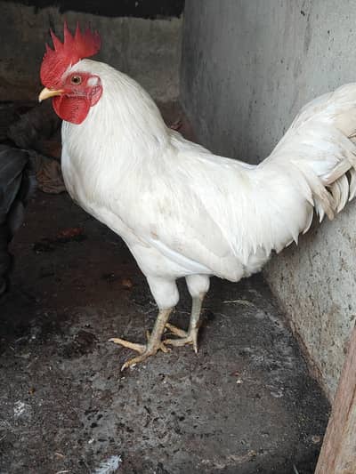 Misri 2 female, 1 male