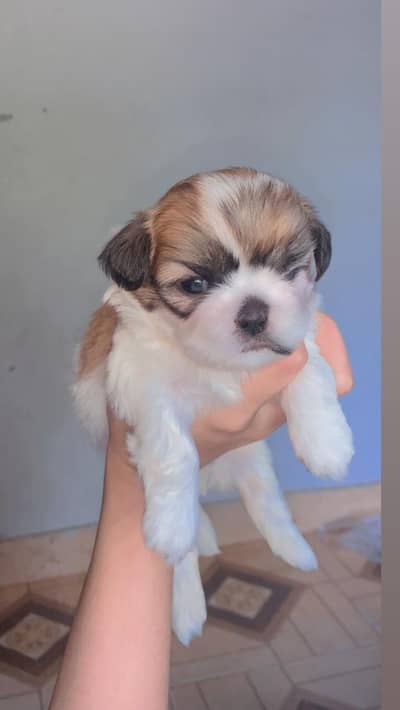 Shihtzu Female Puppy / Shihtzu Male Puppy/ Shihtzu Available in Lahor
