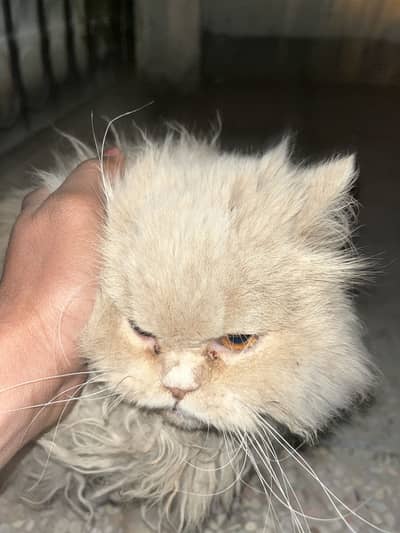 Persian cat age 2 year