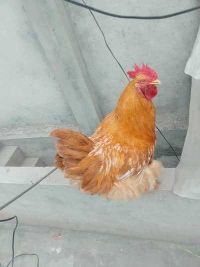 2 beautiful big size golden buff male for sale