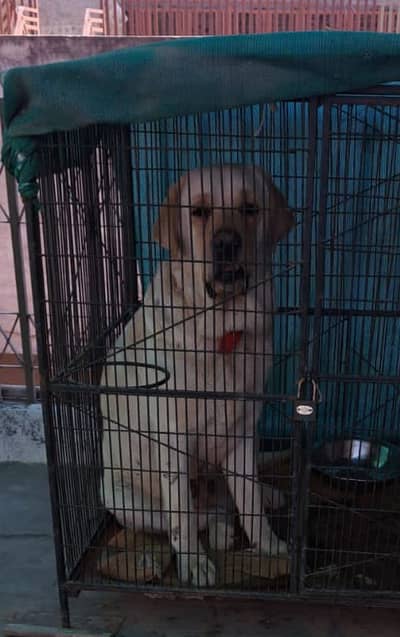 Labdor urgent for sale