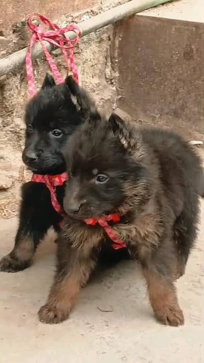 German shepherd puppies  my WhatsApp number 0324528520sewan