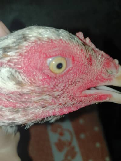 breeders female 03421905055