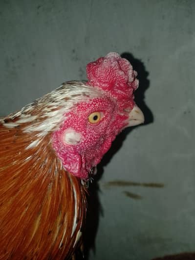 breeders pair 03421905055