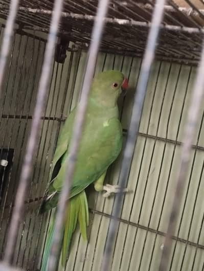 RingNeck Breeder Female