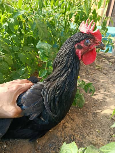 Australorp Male