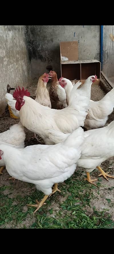 lohmann white male and 7 females egglaying for sale