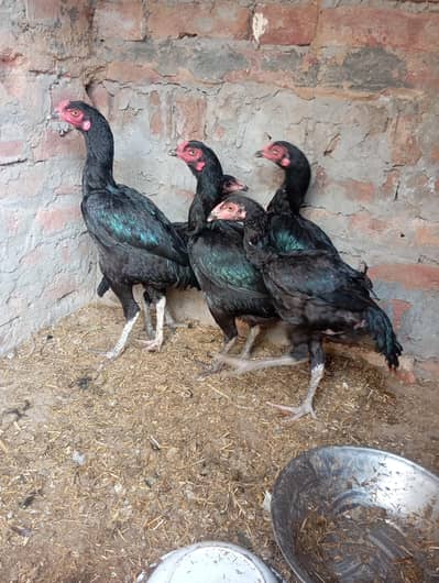 whtsap call 03404505419