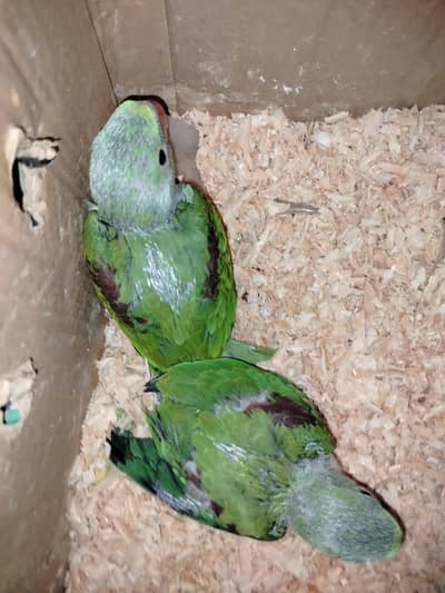 Raw Parrot (Pure) (Pair)