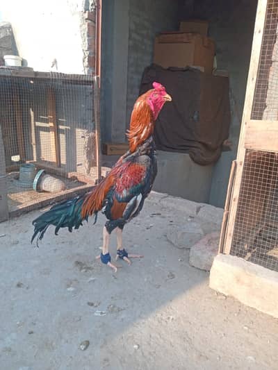 japeness hint murga for sale