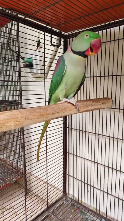 FERTILE Breeder Raw Male