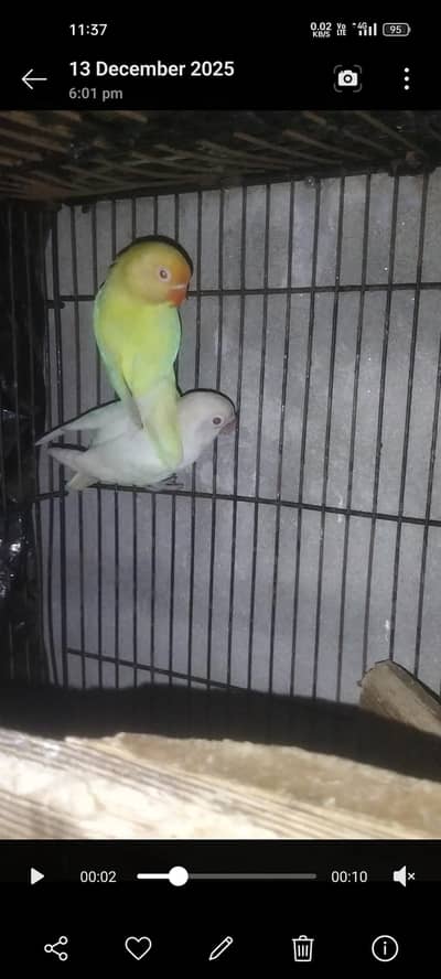 Creamino red eye albino Red eyes