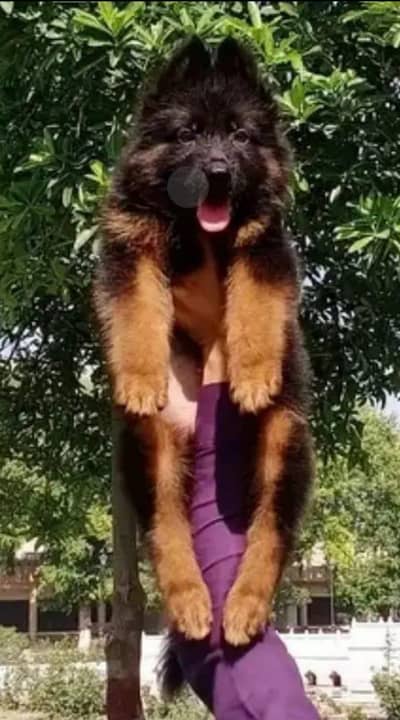 German shepherd male puppy for sale 03490437713 main WhatsApp number
