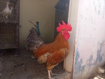 Golden Misri. Egg lying Pair