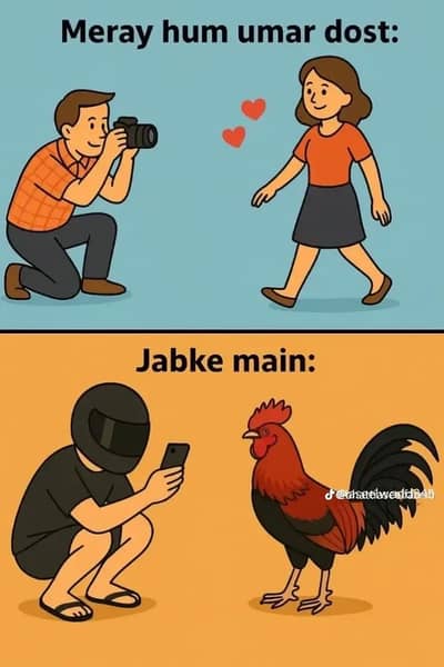 2 daisy Female hens  Forsale