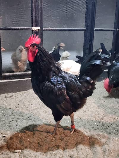 Exchange possible with females