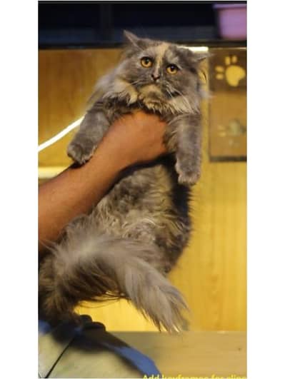 Persian cat | triple coat | Persian Female cat for sale