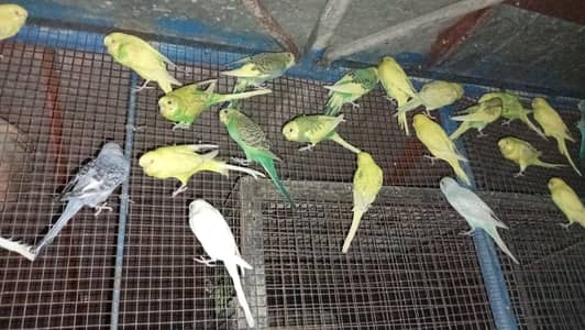 Budgies