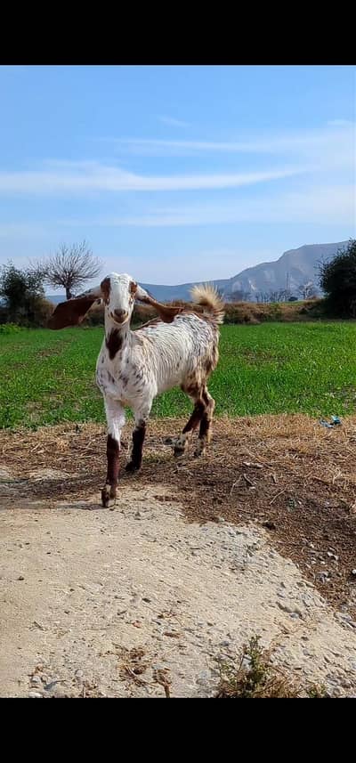 female makhi cheni path