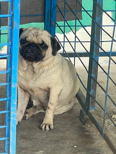 pug female looking for new home