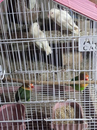 rad eye pair Acha  03432338117 WhatsApp number be hai or call be