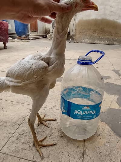 aseel heera shamo hen