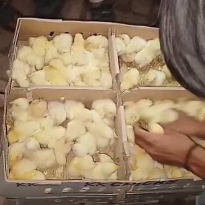 broiler Chuza aviilable location islamabad contact 03265508749