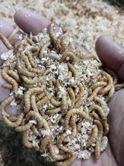 Mealworms