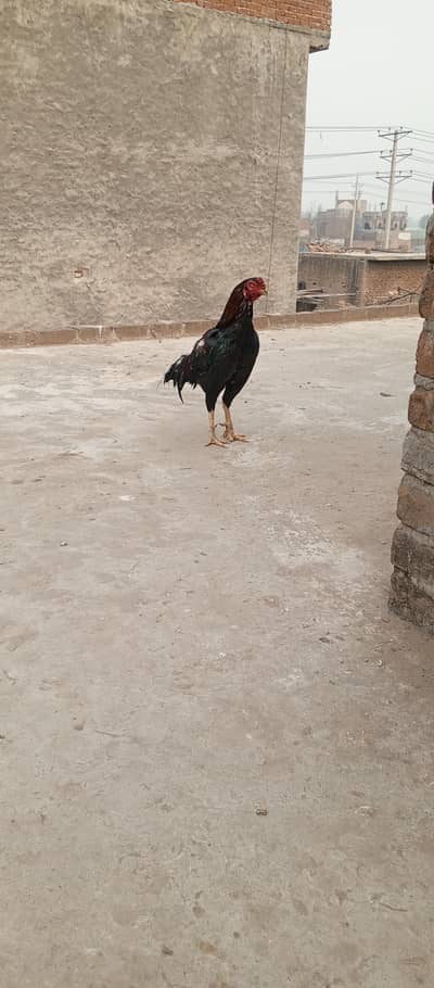 Breeder Aseel Mianwale And Sindhi cross Breed