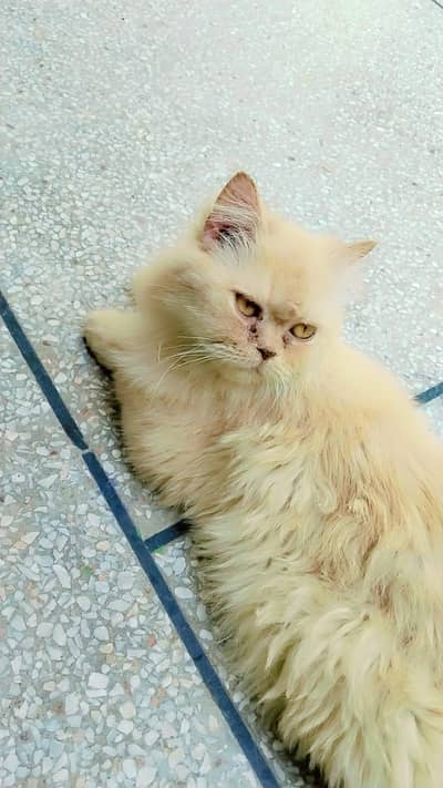 Persian Cats for sale ( White male $ Female brown) - vaccinated