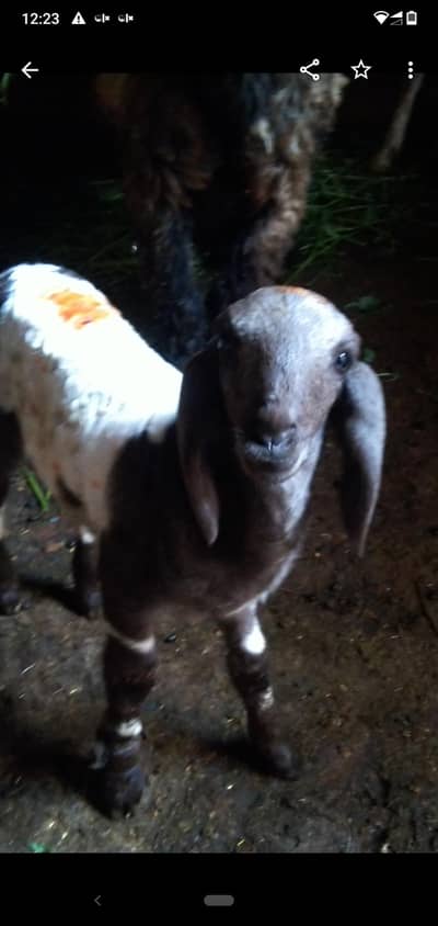 sheep female bacha  03234438191