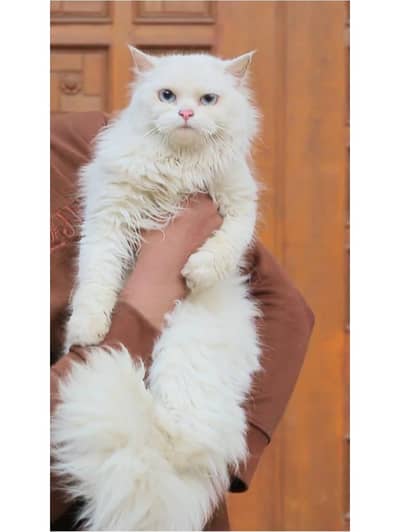 Persian cat | triple coat | Persian Female cat for sale