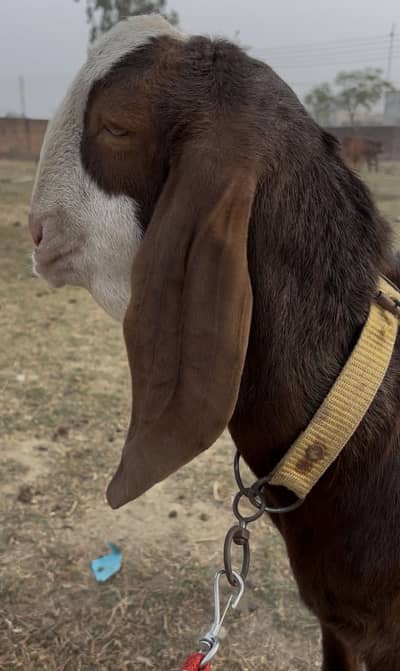 Goat For Sale