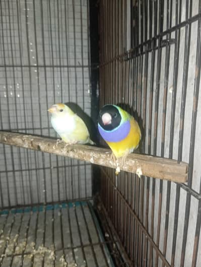goldian finch pair