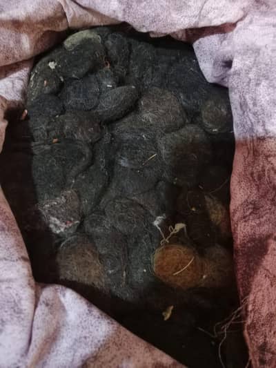 human hair used for extension