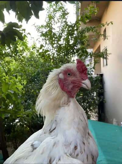 White herra
