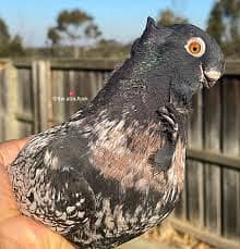 Requaired Same female in karachi