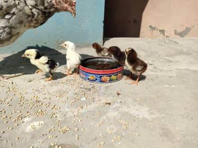 Pure Aseel chicks