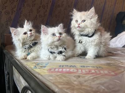 Male kittens