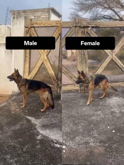 German Shepherd Stock Coat