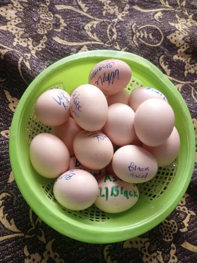 Aseel White Shamo/ Pakistani egg for sale